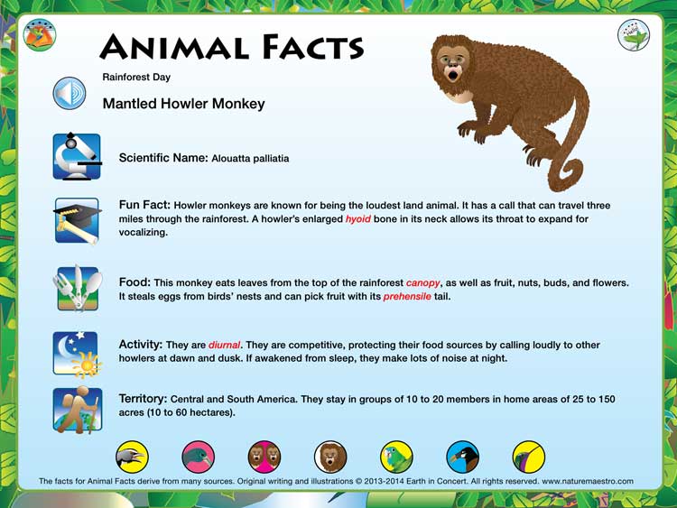 Nature Maestro Rainforest Day Fact Card Image